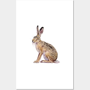 European hare Posters and Art